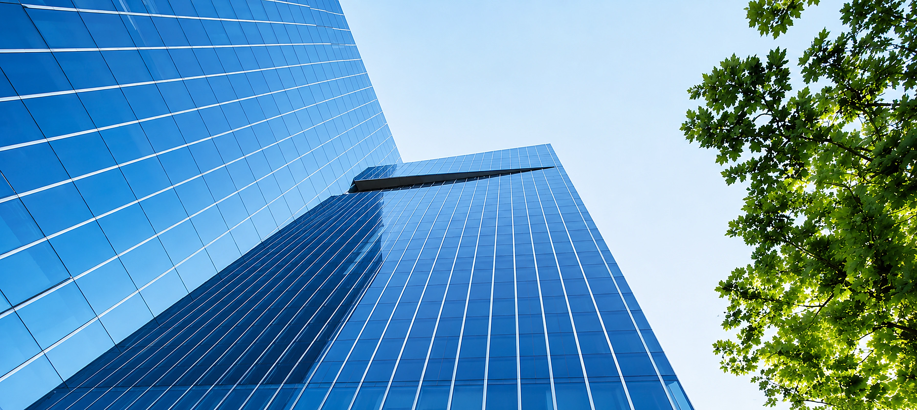 Tour de bureaux vitrée moderne et arbre au feuillage vert